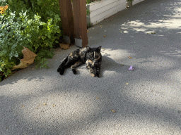 Cat at the Adventure Land area of the Land of Legends theme park