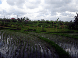 Rice terraces in North Kuta, viewed from the taxi on the Jalan Raya Canggu road