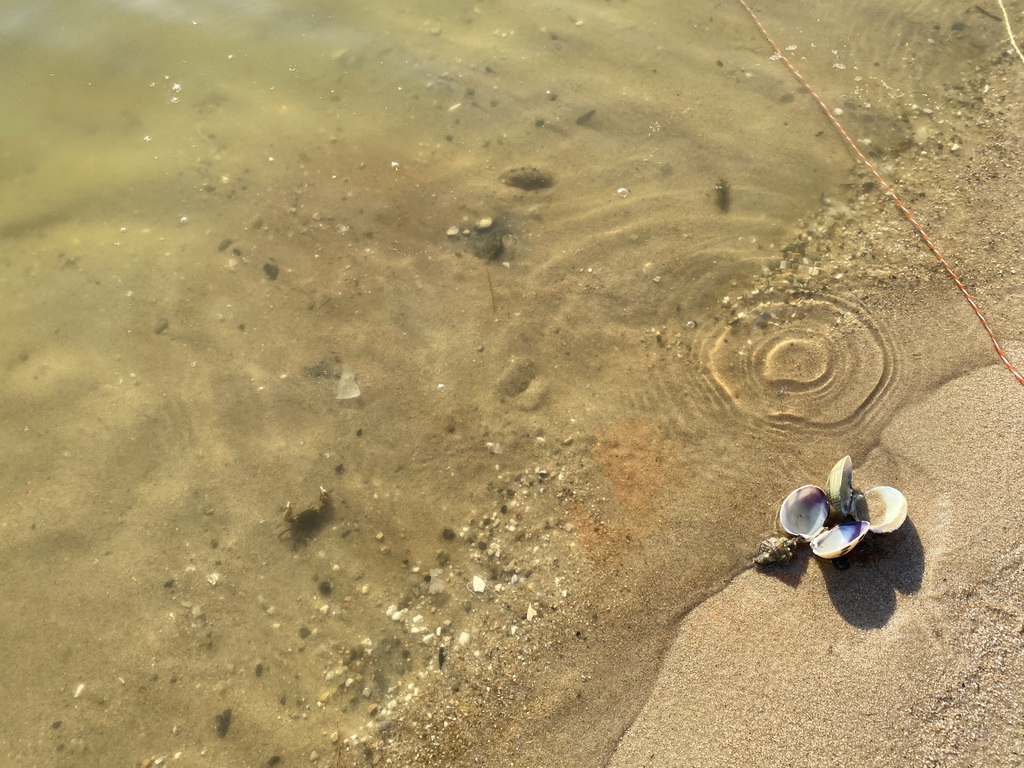 Released crabs at the beach at the Binnenschelde lake