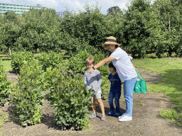 Miaomiao, Max and his friend picking fruit at the FrankenFruit fruit farm