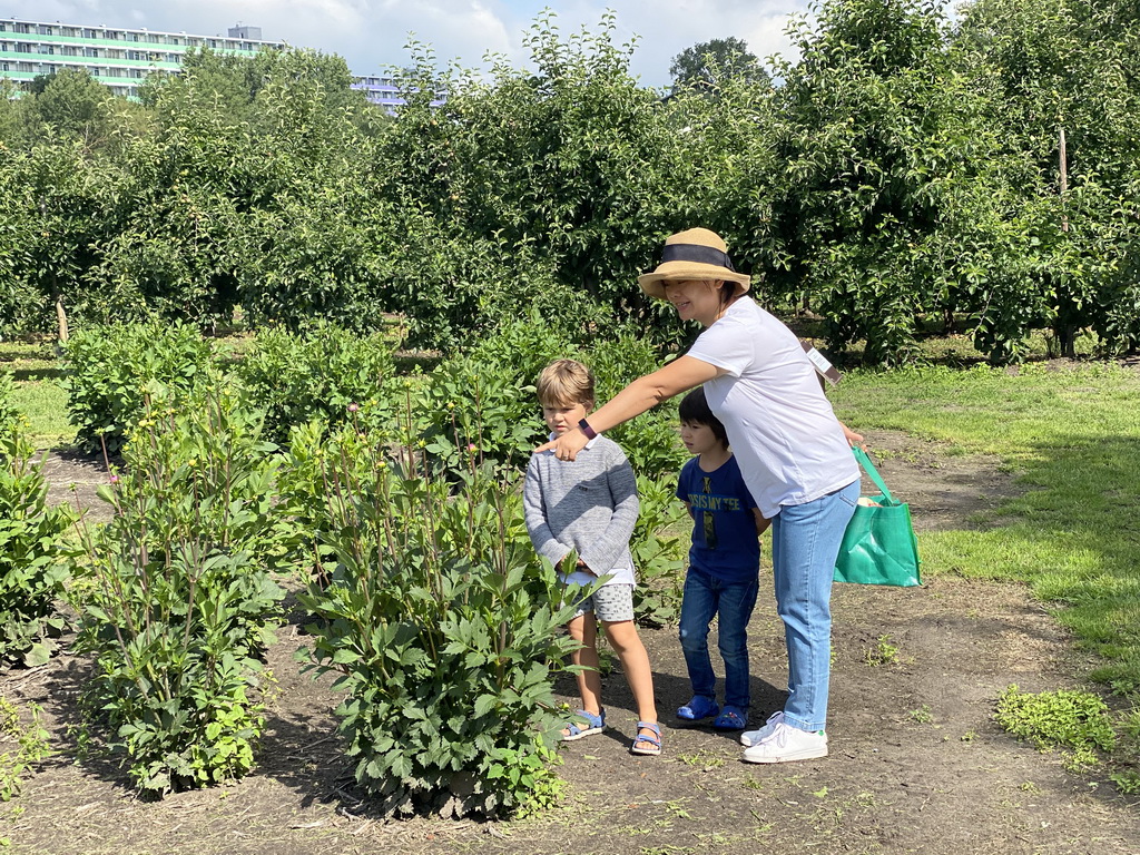 Miaomiao, Max and his friend picking fruit at the FrankenFruit fruit farm