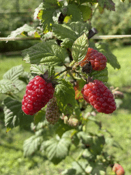 Raspberries at the FrankenFruit fruit farm