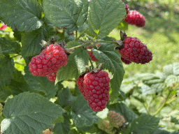 Raspberries at the FrankenFruit fruit farm