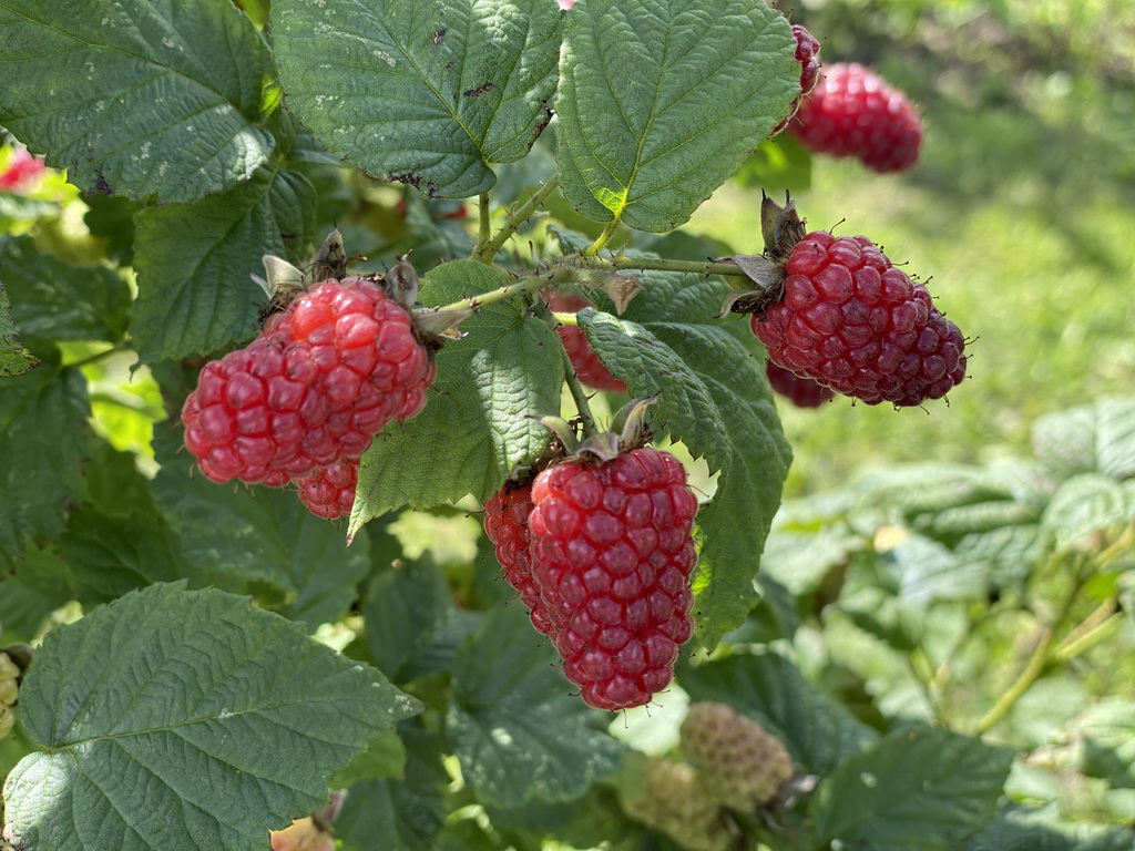 Raspberries at the FrankenFruit fruit farm