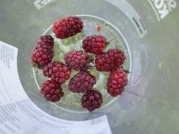Bucket with raspberries at the FrankenFruit fruit farm