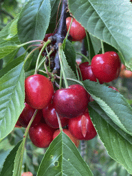 Cherries at the FrankenFruit fruit farm