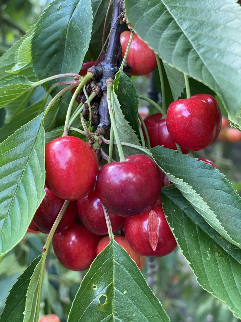 Cherries at the FrankenFruit fruit farm