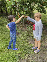 Max and his friend picking cherries at the FrankenFruit fruit farm