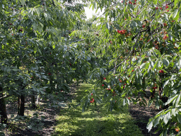 Cherry trees at the FrankenFruit fruit farm
