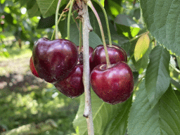 Cherries at the FrankenFruit fruit farm