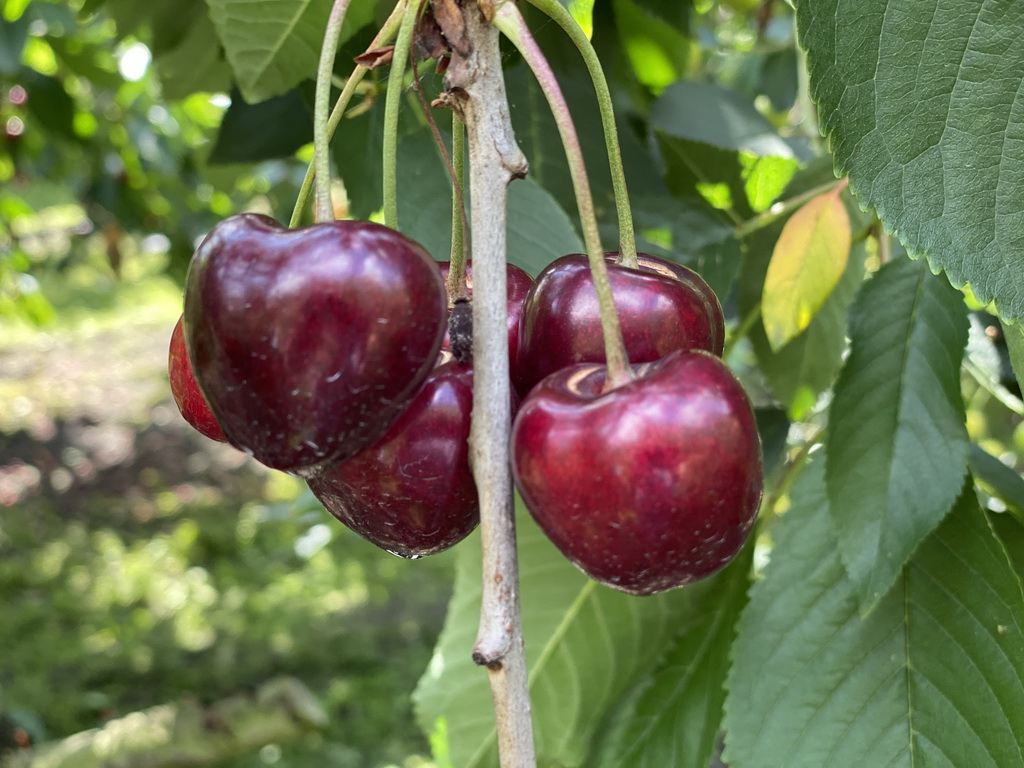 Cherries at the FrankenFruit fruit farm