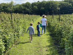 Miaomiao, Max and his friend picking fruit at the FrankenFruit fruit farm