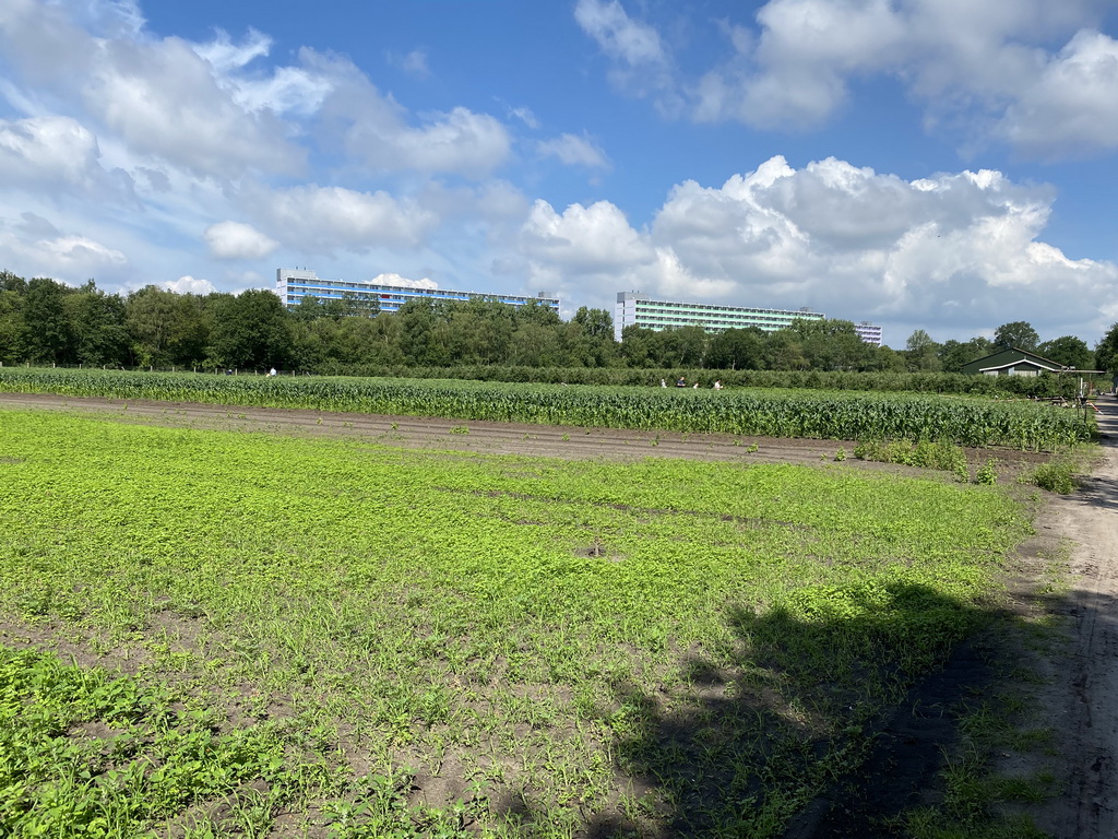 Fruit fields at the FrankenFruit fruit farm