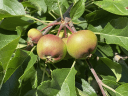 Apples at the FrankenFruit fruit farm