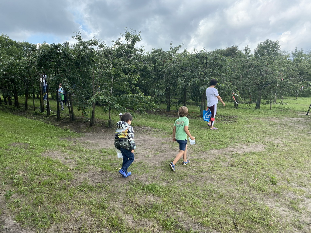 Miaomiao, Max and his friend picking cherries at the FrankenFruit fruit farm