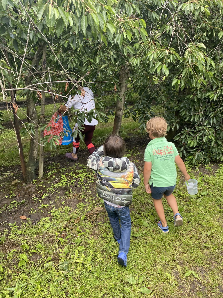 Miaomiao, Max and his friend picking cherries at the FrankenFruit fruit farm