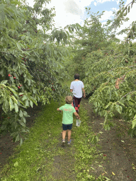 Miaomiao and Max`s friend picking cherries at the FrankenFruit fruit farm