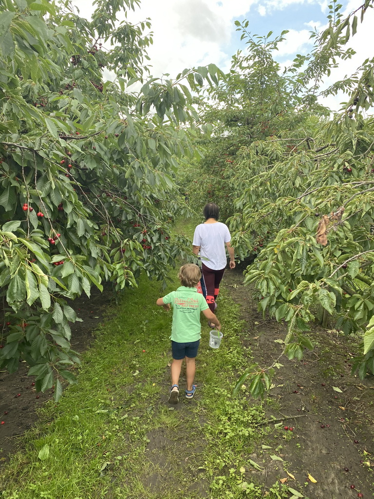 Miaomiao and Max`s friend picking cherries at the FrankenFruit fruit farm