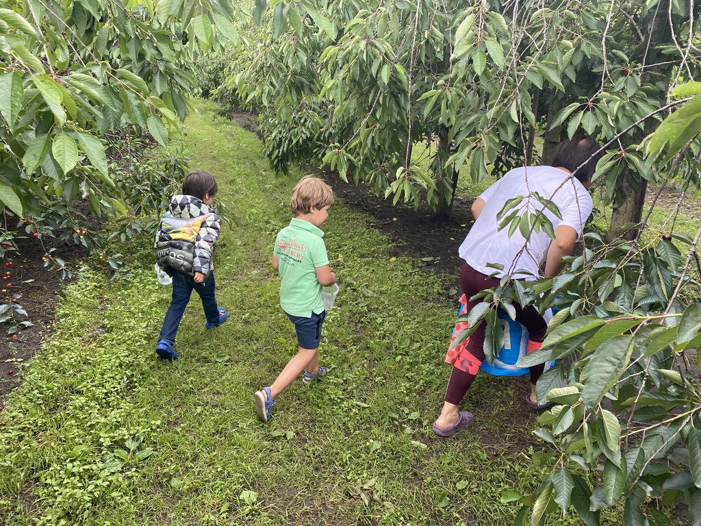 Miaomiao, Max and his friend picking cherries at the FrankenFruit fruit farm