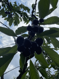 Cherries at the FrankenFruit fruit farm