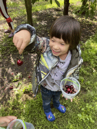 Max with cherries at the FrankenFruit fruit farm