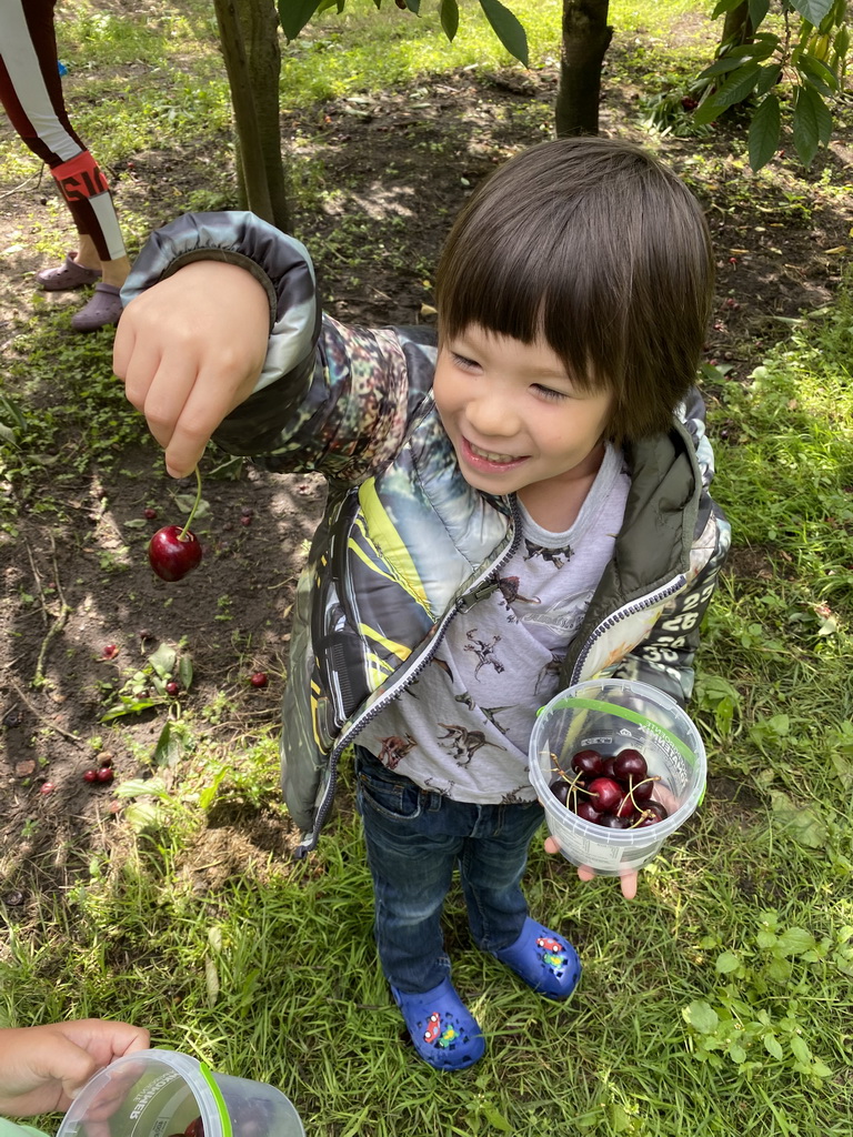 Max with cherries at the FrankenFruit fruit farm