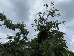 Cherry trees at the FrankenFruit fruit farm