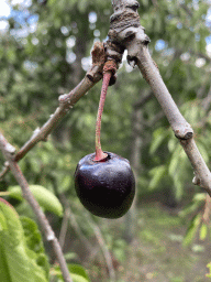 Cherry at the FrankenFruit fruit farm