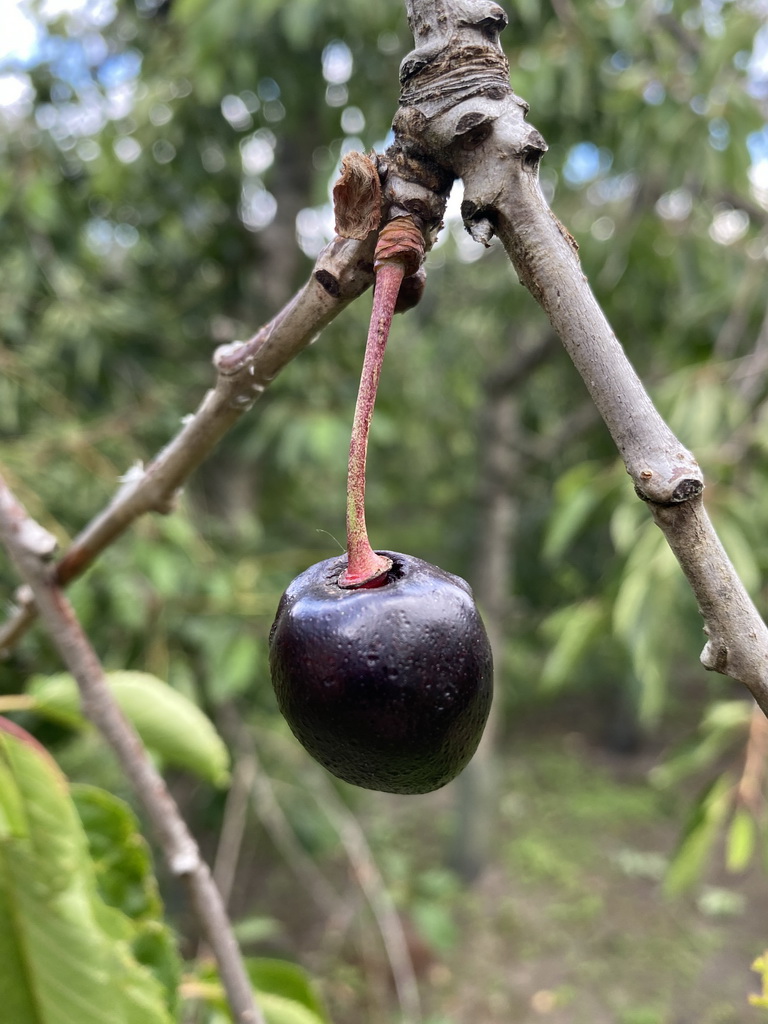 Cherry at the FrankenFruit fruit farm