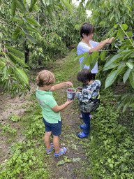 Miaomiao, Max and his friend picking cherries at the FrankenFruit fruit farm