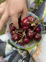 Bucket with cherries at the FrankenFruit fruit farm