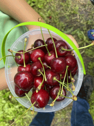 Bucket with cherries at the FrankenFruit fruit farm