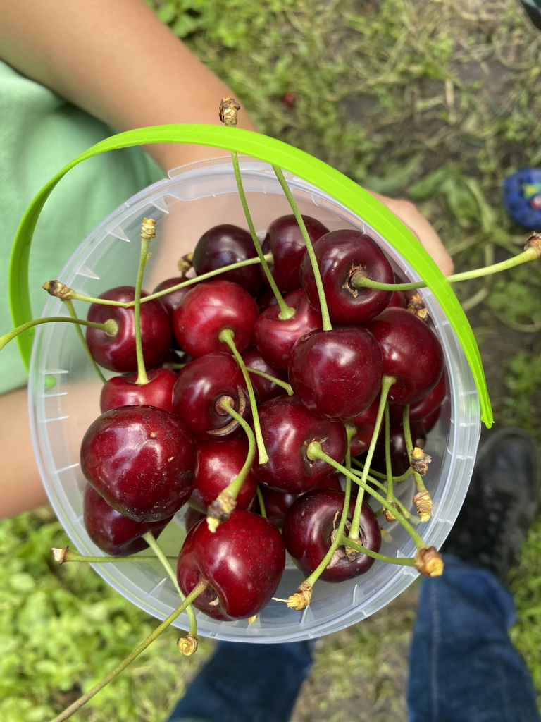 Bucket with cherries at the FrankenFruit fruit farm