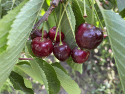 Cherries at the FrankenFruit fruit farm