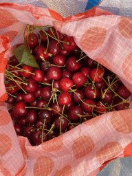 Bag with cherries at the FrankenFruit fruit farm