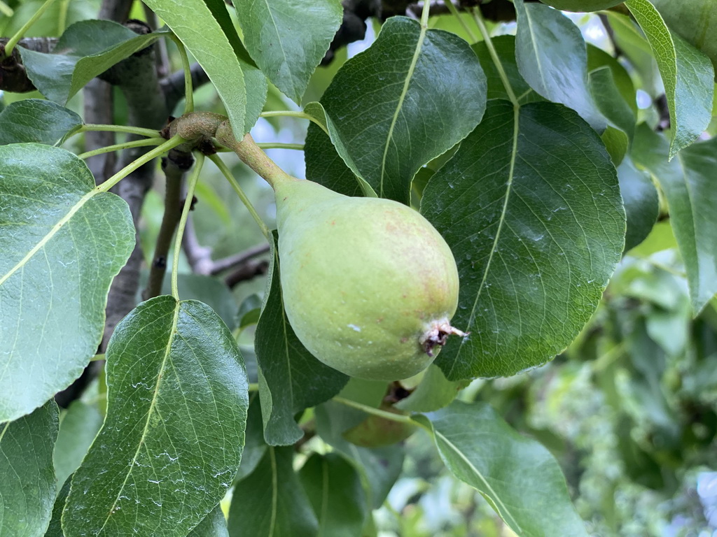 Pear at the FrankenFruit fruit farm