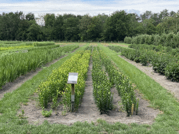 Fruit fields at the FrankenFruit fruit farm