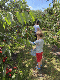 Miaomiao and Max`s friend picking cherries at the FrankenFruit fruit farm