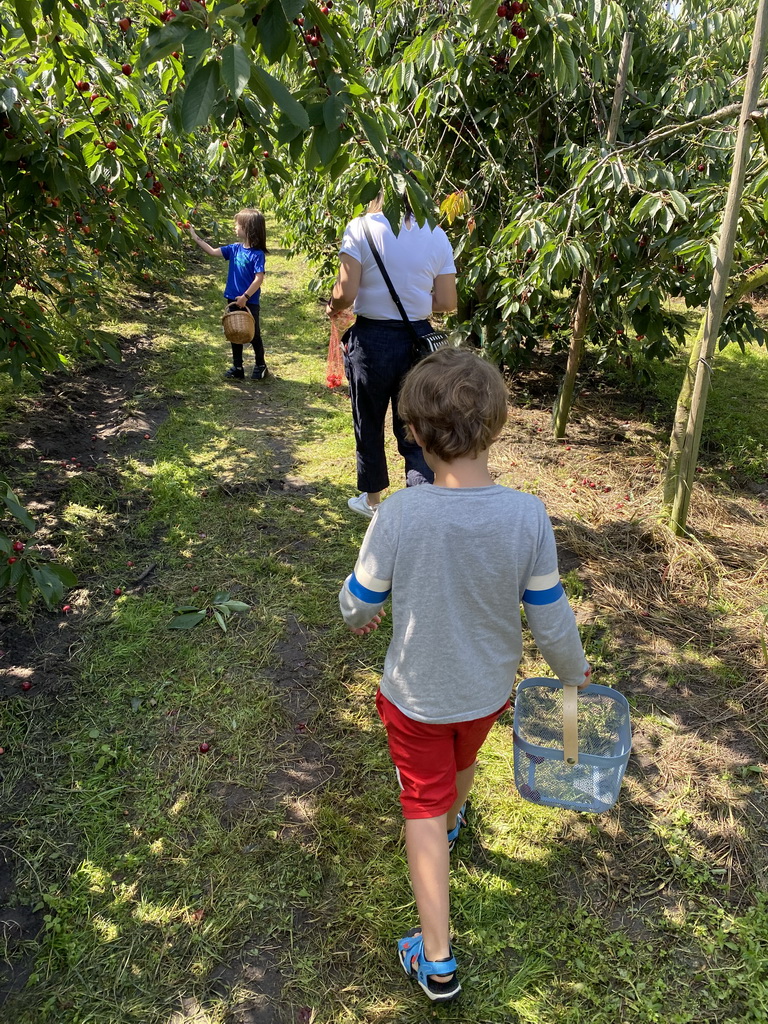 Miaomiao, Max and his friend picking cherries at the FrankenFruit fruit farm