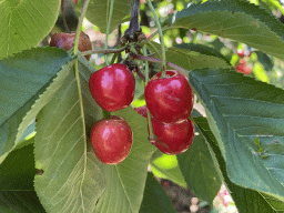 Cherries hanging on a tree at the FrankenFruit fruit farm