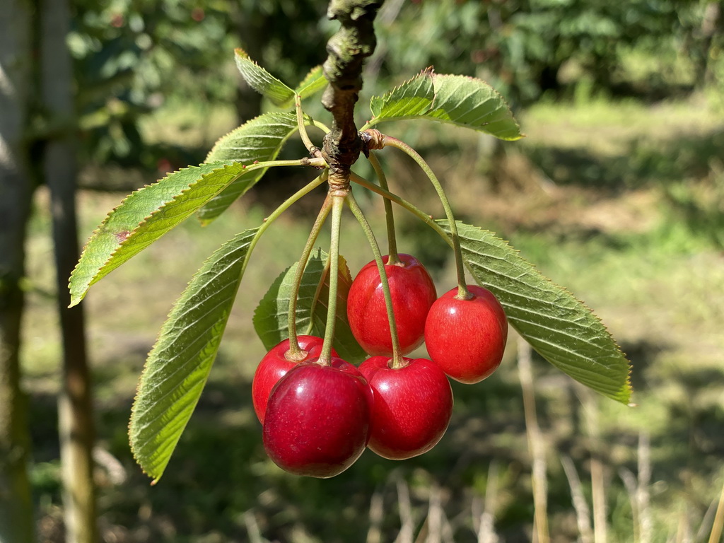 Cherries hanging on a tree at the FrankenFruit fruit farm