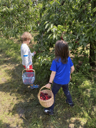 Max and his friend picking cherries at the FrankenFruit fruit farm
