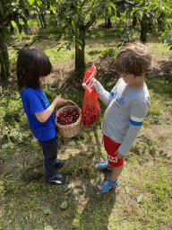 Max and his friend with a basket and a big with cherries at the FrankenFruit fruit farm