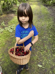 Max with a basket with cherries at the FrankenFruit fruit farm
