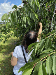 Miaomiao picking cherries at the FrankenFruit fruit farm