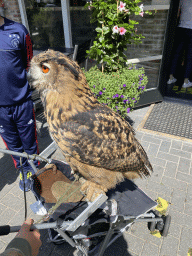 Eurasian Eagle-owl in front of the Frituur de Boshut restaurant