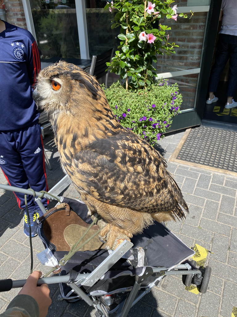 Eurasian Eagle-owl in front of the Frituur de Boshut restaurant