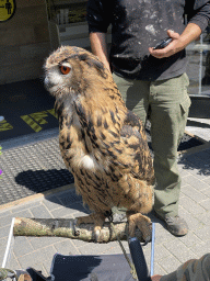 Eurasian Eagle-owl in front of the Frituur de Boshut restaurant