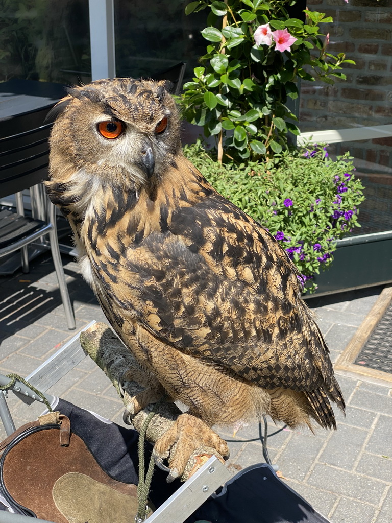 Eurasian Eagle-owl in front of the Frituur de Boshut restaurant