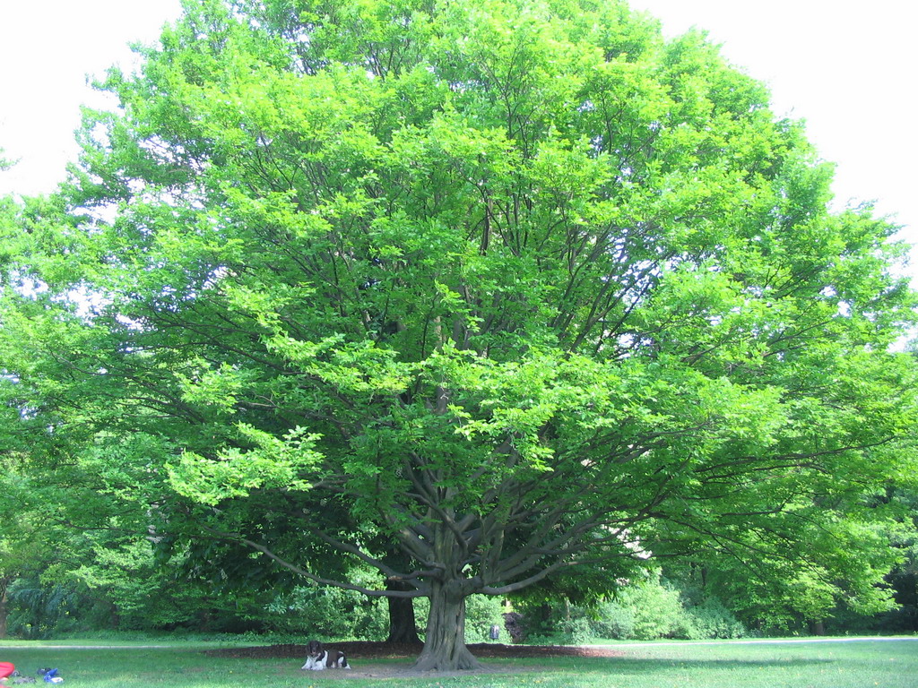 Large tree at the Tiergarten park
